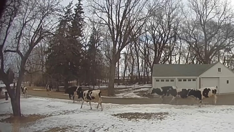 玄関の前にいるのは・・、牛の群れ？！なんと38頭もの牛が脱走してしまっていたのです！！