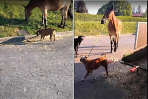 文字通り道草を食う馬。そんな馬のことを、犬がリードを一生懸命に引っ張り厩舎まで連れて来てくれました！！【海外・動画】