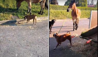 文字通り道草を食う馬。そんな馬のことを、犬がリードを一生懸命に引っ張り厩舎まで連れて来てくれました!!【海外・動画】