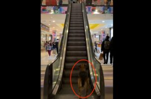 エスカレーターの乗り場でじっと上の階を見つめている犬。実はこの子、『あること』を待っていたのです！【海外・動画】