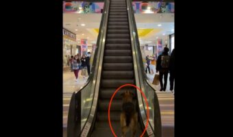 エスカレーターの乗り場でじっと上の階を見つめている犬。実はこの子、『あること』を待っていたのです！【海外・動画】