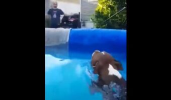プール遊び中にパパさんが帰ってきた！すぐに飛び出て、2週間ぶりの再会を喜ぶ愛犬とパパさんかと思ったら、この後驚きの行動に！【海外・動画】