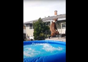 豪快なジャンプを見せて宙に放たれたボールをキャッチした愛犬。その体はプールにこれまた豪快にザブンと着水！！【海外・動画】