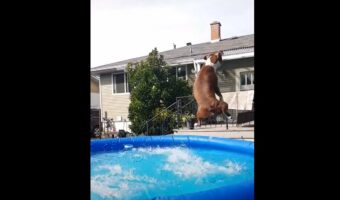 豪快なジャンプを見せて宙に放たれたボールをキャッチした愛犬。その体はプールにこれまた豪快にザブンと着水!!【海外・動画】