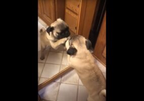 鏡を何度も叩いたり、裏側をのぞきこんでみたり・・。パグは鏡に映る自分と遊びたくて必死です！！【海外・動画】
