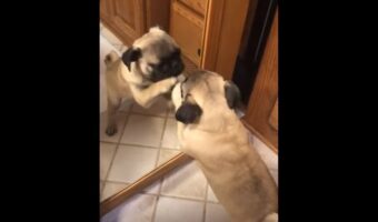 鏡を何度も叩いたり、裏側をのぞきこんでみたり・・。パグは鏡に映る自分と遊びたくて必死です!!【海外・動画】