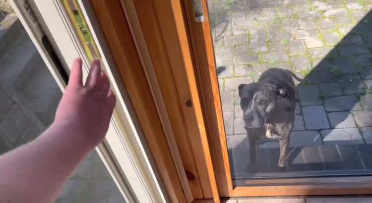「窓開けて〜」いつも使う窓とは別の窓を開けて愛犬が入ってくるかを試してみたら・・、この子はどう対応した？？【アメリカ・動画】