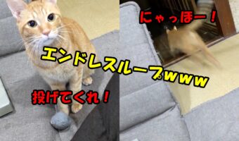 【動画】「早く投げてニャン！」おもちゃを投げて欲しくて催促するまるで犬のような仕草や表情が超カワイイ猫様