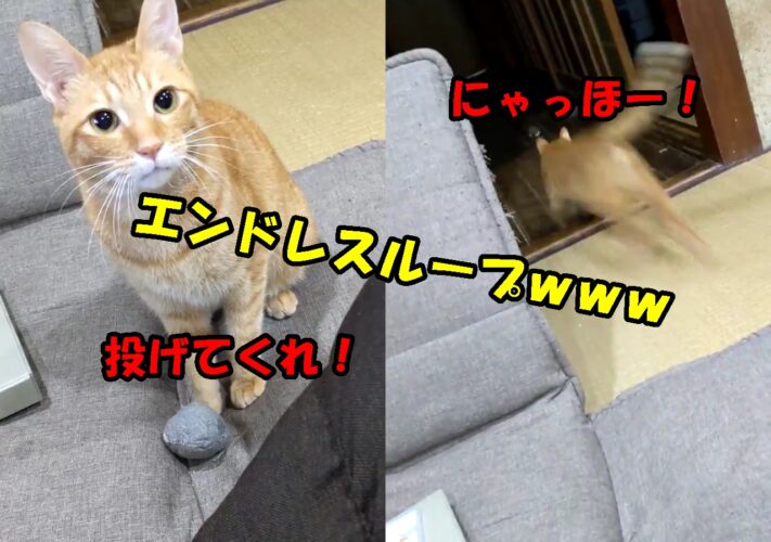 【動画】「早く投げてニャン！」おもちゃを投げて欲しくて催促するまるで犬のような仕草や表情が超カワイイ猫様