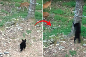 小さくたってクマはクマ！子グマは縄張りに侵入してきた鹿のことを許しません！！【アメリカ・動画】
