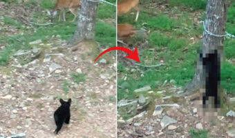 小さくたってクマはクマ!子グマは縄張りに侵入してきた鹿のことを許しません!!【アメリカ・動画】