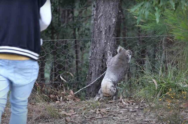 木を登ろうとする野生のコアラ。その姿を目撃した男性は・・、野生動物を直接触るわけにもいかないので創意工夫で手助けします！【海外・動画】