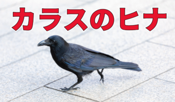 カラスのヒナをあまり見かけないのはなぜ？実はヒナの期間が短かった！巣にヒナがいるとカラスは凶暴化するから気をつけて！！