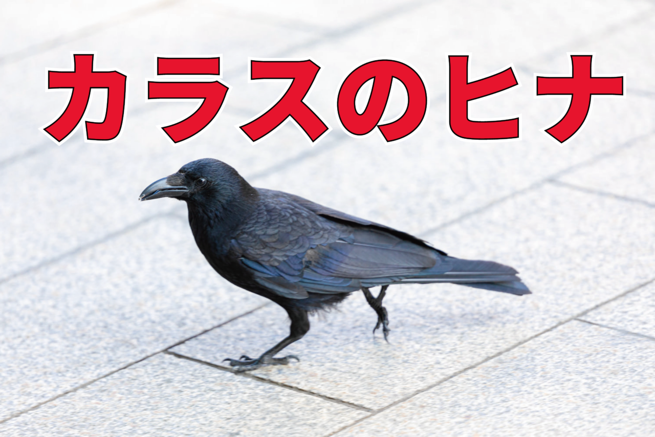カラスのヒナをあまり見かけないのはなぜ?実はヒナの期間が短かった!巣にヒナがいるとカラスは凶暴化するから気をつけて!!