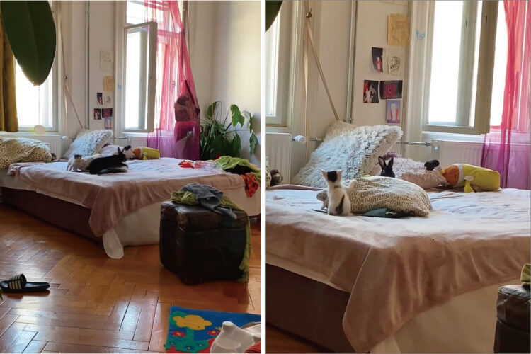 ウサギと追いかけっこをする子猫。ぴょんぴょん跳ねるウサギに翻弄されるし、クッションに登ろうとしたら転げ落ちちゃうけど、子猫は楽しそうです