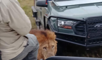 悠然と歩くオスのライオン。どんどん近付いてくると思ったらビックリ!!撮影車両の目の前を通り過ぎていきました!!
