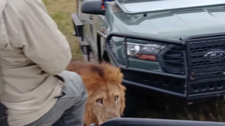 悠然と歩くオスのライオン。どんどん近付いてくると思ったらビックリ！！撮影車両の目の前を通り過ぎていきました！！
