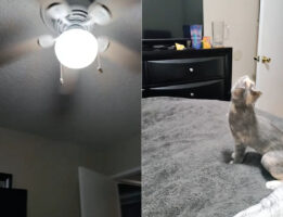 シーリングファンが気になる猫。天井を見上げ、ベッドの上から飛びかかろうとしますが、果たしてジャンプは届くのでしょうか？【アメリカ・動画】