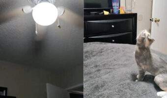 シーリングファンが気になる猫。天井を見上げ、ベッドの上から飛びかかろうとしますが、果たしてジャンプは届くのでしょうか？【アメリカ・動画】