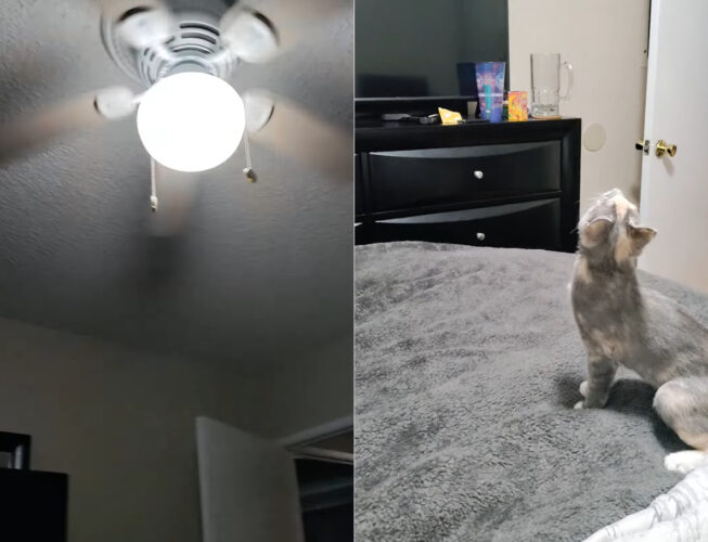 シーリングファンが気になる猫。天井を見上げ、ベッドの上から飛びかかろうとしますが、果たしてジャンプは届くのでしょうか？【アメリカ・動画】