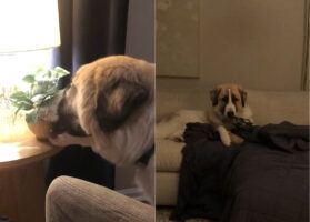 今日は癒やされたい気分？寝ようとしていた愛犬が、窓際に置いてあった植木鉢を持って行ってしまいました