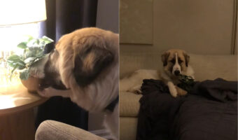 今日は癒やされたい気分？寝ようとしていた愛犬が、窓際に置いてあった植木鉢を持って行ってしまいました