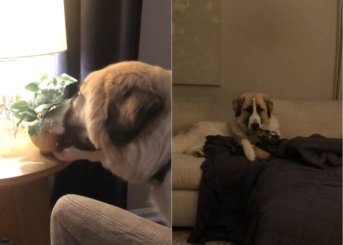 今日は癒やされたい気分？寝ようとしていた愛犬が、窓際に置いてあった植木鉢を持って行ってしまいました