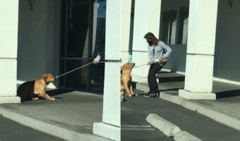 病院に行くのを頑なに拒む犬。踏ん張ったり飼い主さんも引きずるようにしてバックしてみせますが・・・