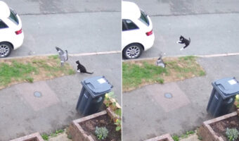 着地しようとした鳩を捕まえようと飛びかかった猫。残念ながら捕まえそこねた・・どころか、痛い目にまであうのでした【海外・動画】