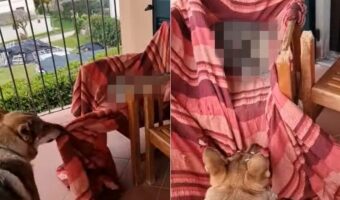 表を眺めることができる椅子の上でくつろぎたい犬。ところがそこには先客がいたため・・、どいて!どかニャい!の争いに・・!!【海外・動画】