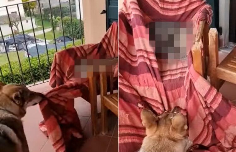 表を眺めることができる椅子の上でくつろぎたい犬。ところがそこには先客がいたため・・、どいて！どかニャい！の争いに・・！！【海外・動画】