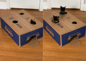 いくつか丸い穴の開けられたダンボール。その穴から子猫たちがニュッと頭をのぞかせたり、飛び出て来たり！！【アメリカ・動画】