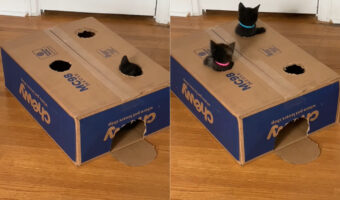 いくつか丸い穴の開けられたダンボール。その穴から子猫たちがニュッと頭をのぞかせたり、飛び出て来たり!!【アメリカ・動画】