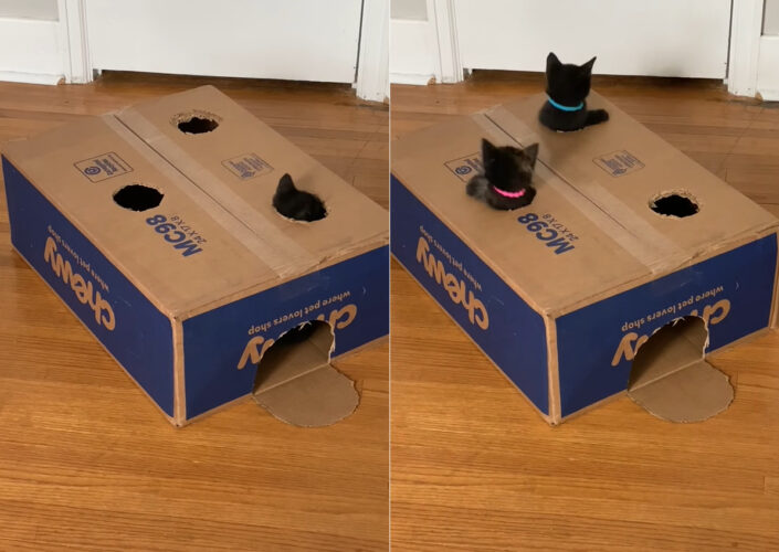 いくつか丸い穴の開けられたダンボール。その穴から子猫たちがニュッと頭をのぞかせたり、飛び出て来たり！！【アメリカ・動画】