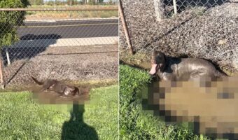 ドッグパークに遊びに来たラブラドール。走り回ること無く、すみっこで転げ回っています。何をしているのかとよく見れば・・、飼い主さんが困る遊びをしていました