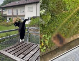 庭に出たそうにしている猫。しかし、この子がいるのは2階で・・。どうやって庭に行くのかと思ったらビックリ！！【海外・動画】