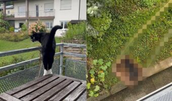 庭に出たそうにしている猫。しかし、この子がいるのは2階で・・。どうやって庭に行くのかと思ったらビックリ!!【海外・動画】