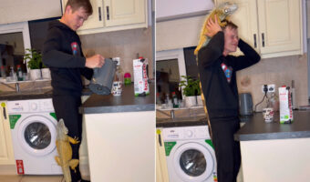 キッチンに立つ男性の体を登りはじめたのは子猫・・ではなく、大きなトカゲ！？足や背中と進んでいき、ついには頭の上まで！！【海外・動画】