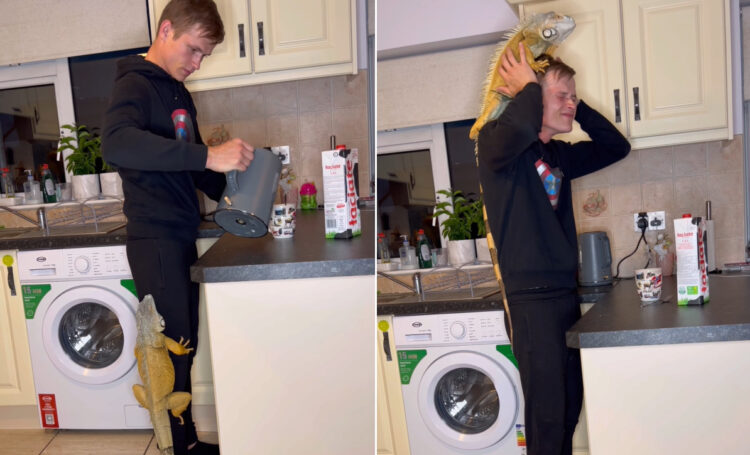 キッチンに立つ男性の体を登りはじめたのは子猫・・ではなく、大きなトカゲ！？足や背中と進んでいき、ついには頭の上まで！！【海外・動画】