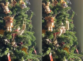 それはクリスマスのことでした。クリスマスツリーをよく見ると・・、愛猫が潜り込んで飾り付けで楽しそうに遊んでいたのです！！【海外・動画】