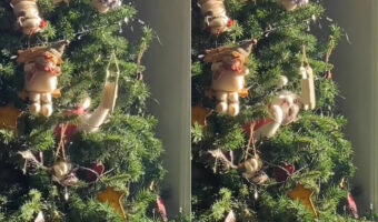 それはクリスマスのことでした。クリスマスツリーをよく見ると・・、愛猫が潜り込んで飾り付けで楽しそうに遊んでいたのです！！【海外・動画】