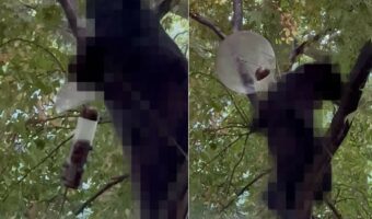 小鳥用バードフィーダーから中身を失敬していたのは、『あの猛獣』でした!器用に木に登って食事をしているその姿にビックリ!【アメリカ・動画】