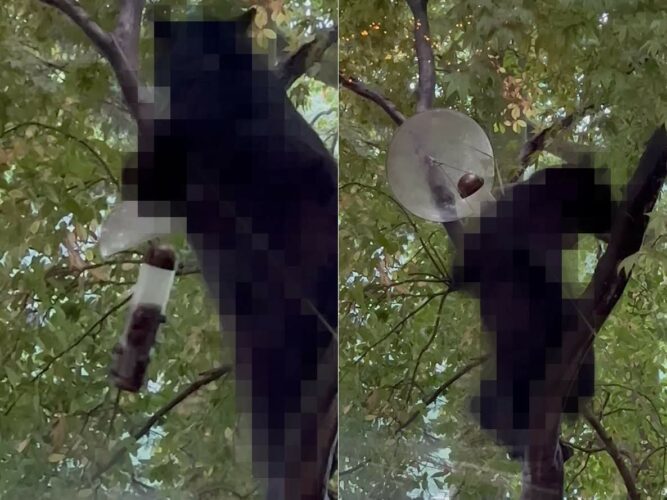 小鳥用バードフィーダーから中身を失敬していたのは、『あの猛獣』でした！器用に木に登って食事をしているその姿にビックリ！【アメリカ・動画】