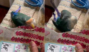 シュレッダーみたいに、紙を細く切っていくコザクラインコ。千切った紙は尾筒に挟み込んでいきますが、何に使うんでしょう？【アメリカ・動画】