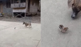鳥のヒナと子犬が仲良く追いかけっこ!とても小さなヒナですが、子犬に置いていかれないように必死で付いていきます!!【海外・動画】