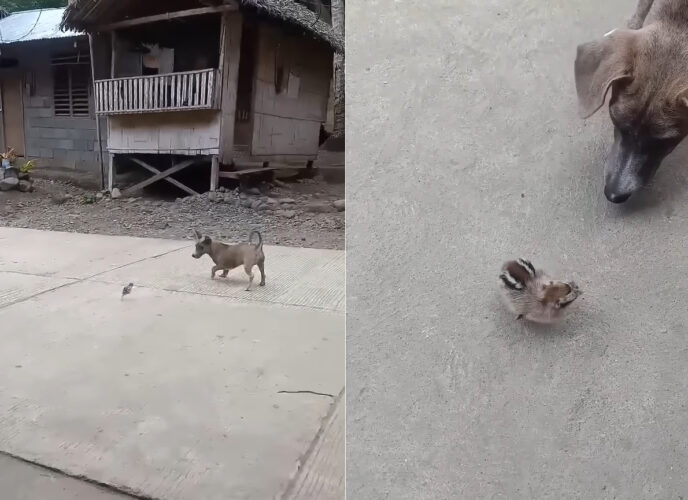 鳥のヒナと子犬が仲良く追いかけっこ！とても小さなヒナですが、子犬に置いていかれないように必死で付いていきます！！【海外・動画】