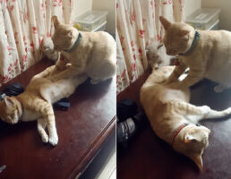 フミフミ・・と寝ている猫のことをマッサージする猫。よく見たら、寝ている猫のしっぽをオモチャにしている子猫の姿もありますよ！【海外・動画】