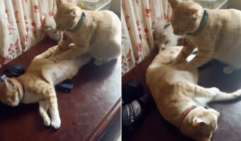 フミフミ・・と寝ている猫のことをマッサージする猫。よく見たら、寝ている猫のしっぽをオモチャにしている子猫の姿もありますよ！【海外・動画】