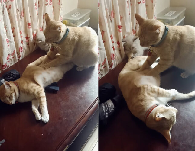 フミフミ・・と寝ている猫のことをマッサージする猫。よく見たら、寝ている猫のしっぽをオモチャにしている子猫の姿もありますよ！【海外・動画】
