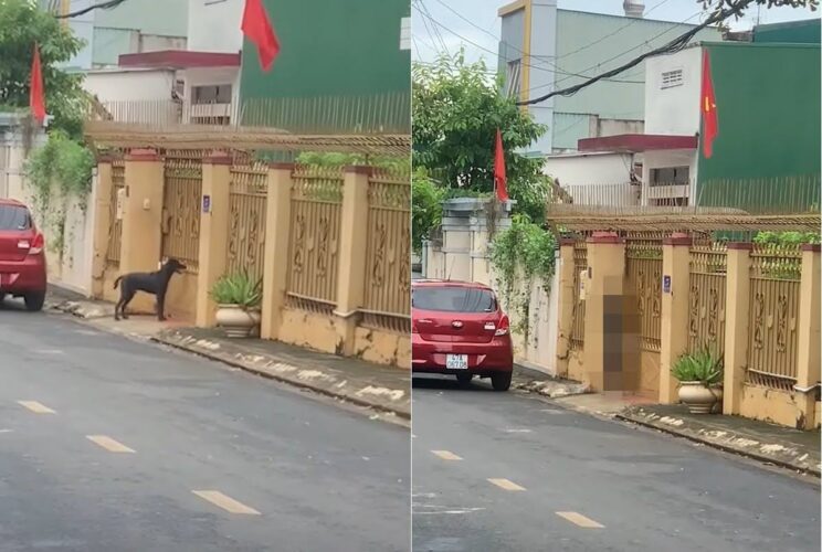 「ただいま〜。帰ったよ〜」門の前にいる犬が、お家に入りたいので自分の帰宅を知らせるために驚きの行動をとっていました！！【海外・動画】